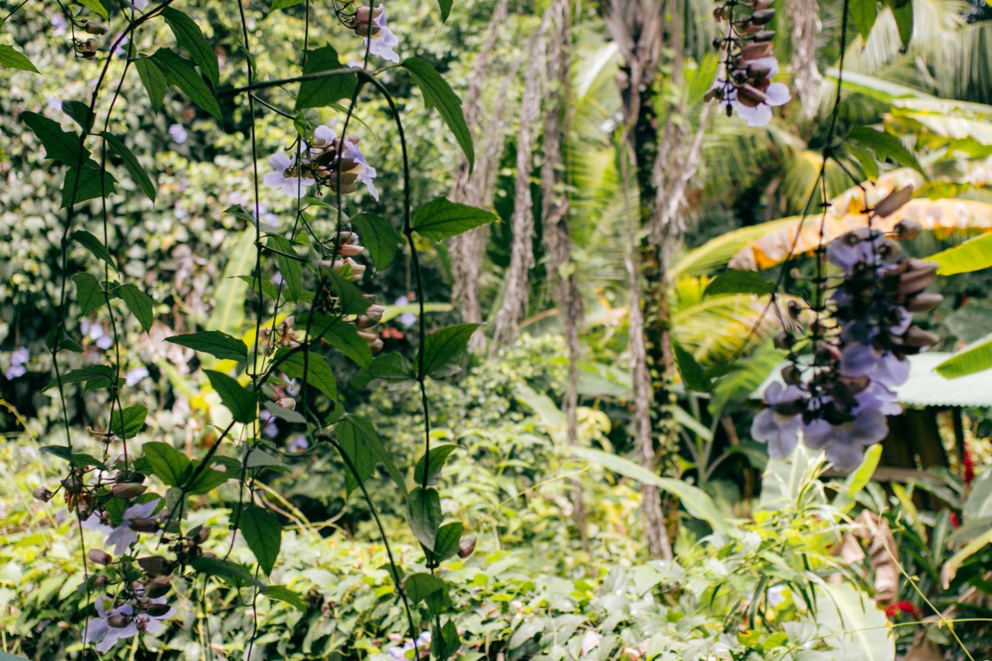 Casa De Mono Bocas Bed and Breakfast Big Creek Buitenkant foto